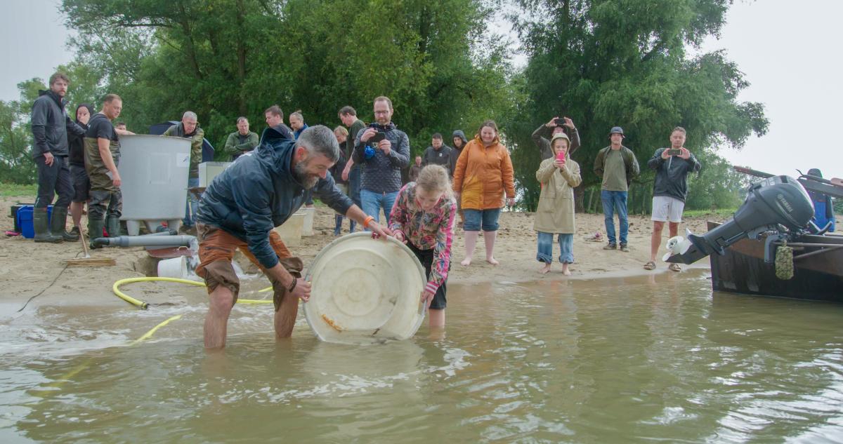 Zeldzame Europese Steur Terug In De Rijn Uitzet 90 Jonge Vissen In Zeldzame Europese Steur Terug In De Rijn Uitzet 90 Jonge Vissen In